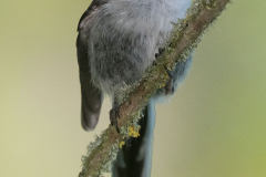 Schwanzmeise-Jungvogel-D850b-109682