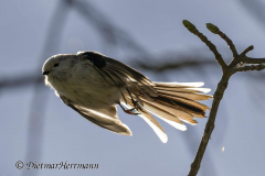 Schwanzmeise-Z9-120115