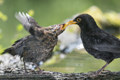 Amsel-Z9-192124