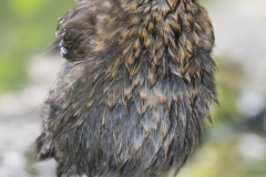 Amsel-Z9-192126