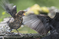 Amsel-Z9-192131