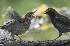Amsel-Z9-192133