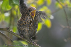 Amsel-Z9-192137