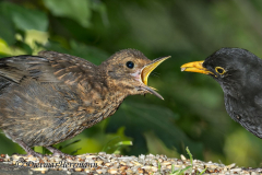 Amsel-Z9-192220