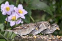 Haussperling-Z7II-142373