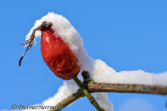 Schnee-Hagebutte-Z8-033408