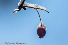 Schnee-Herbstfrucht-Z8-033759