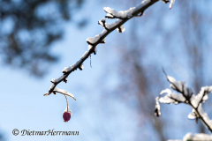 Schnee-HerbstfruchtZ8-033725