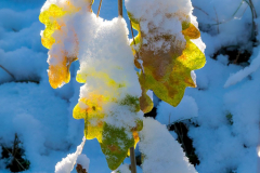 Schnee-Herbstlaub-Z8-033381