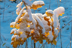 Schnee-Herbstlaub-Z8-033384