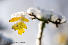 Schnee-Herbstlaub-Z8-033673