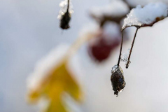 Schnee-Herbstlaub-Z8-033698-hoch
