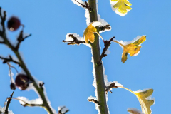 Schnee-Herbstlaub-Z8-033708