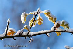Schnee-Herbstlaub-Z8-033733