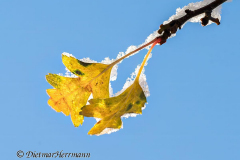 Schnee-Herbstlaub-Z8-033776