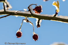 Schnee-Herbstlaub-Z8-033778