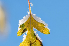 Schnee-Herbstlaub-Z8-033826