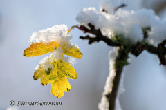 Schnee-Herbstlaub-Z8-033885