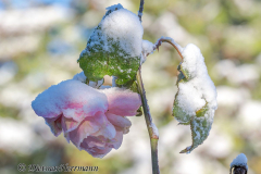 Schnee-Rose-Z8-033366
