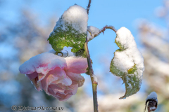 Schnee-Rose-Z8-033367