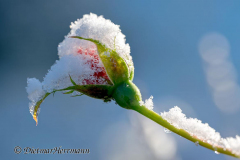Schnee-Rose-Z8-033406