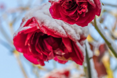 Schnee-Rose-Z8-033407
