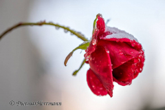Schnee-Rose-Z8-033425