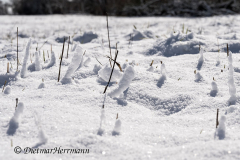 Schnee-Z7II-125330