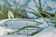 Schneegloeckchen-Z7II-125870