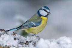 Blaumeise-Z8-034244