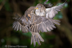 Haussperling-Z7II-144436