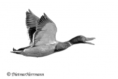 SH-Stockente-Z7II-064818