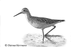 SH-Teichwasserlaeufer-Z9-005770-crop