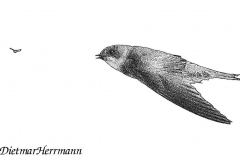 SH-Uferschwalbe-Z7II-070347