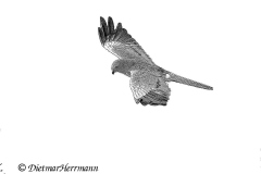 SH-Wiesenweihe-Z7II-076825
