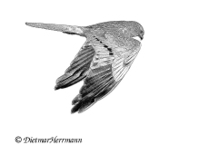 SH-Wiesenweihe-Z7II-076950