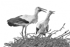 Walsrode-Storch-D850b-101097