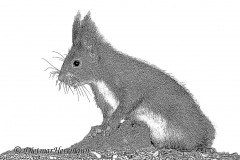 Eichhoernchen-Z8-035152