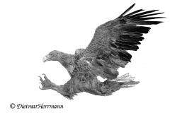 Feldberg-Seeadler-Z9-229670