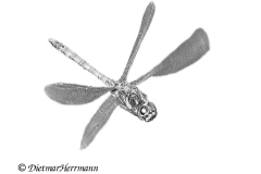 Grosse-Heidelibelle-Z7II-142693