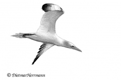 Helgoland-Basstoelpel-Z9-212585