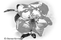 Helgoland-Rose-Z9-213172-SW