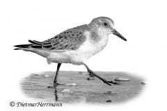 Helgoland-Sanderling-Z9-305209
