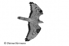 SH-Wespenbussard-Z9-177700