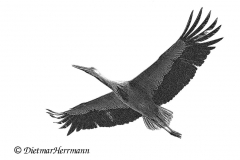 Storch-am-Steinbrink-Besucher-Z9-107321