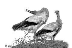 Storch-am-Steinbrink-Z9-107465