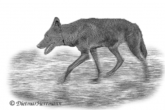 Zoo-Wolf-Z7II-143855
