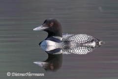 Common-Loon-Kanada-Jasper-Pyramid-Lake-D850-132562