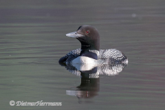 Common-Loon-Kanada-Jasper-Pyramid-Lake-D850-132568
