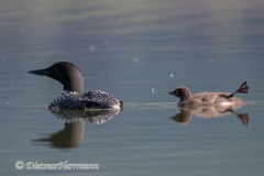 Common-Loon-Kanada-Jasper-Pyramid-Lake-D850-132583